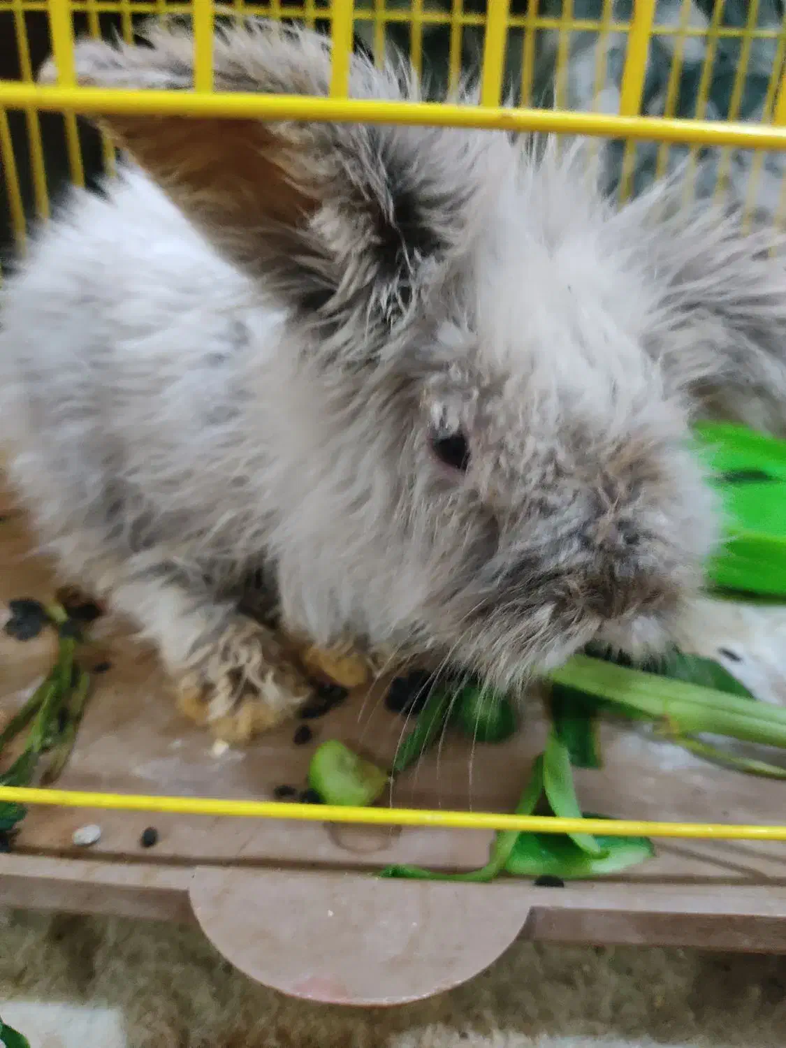 بچه خرگوش لپ|موش و خرگوش|رفسنجان, |دیوار