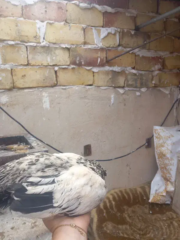 نوچه|مصالح و تجهیزات ساختمان|قم, چهل اختران|دیوار