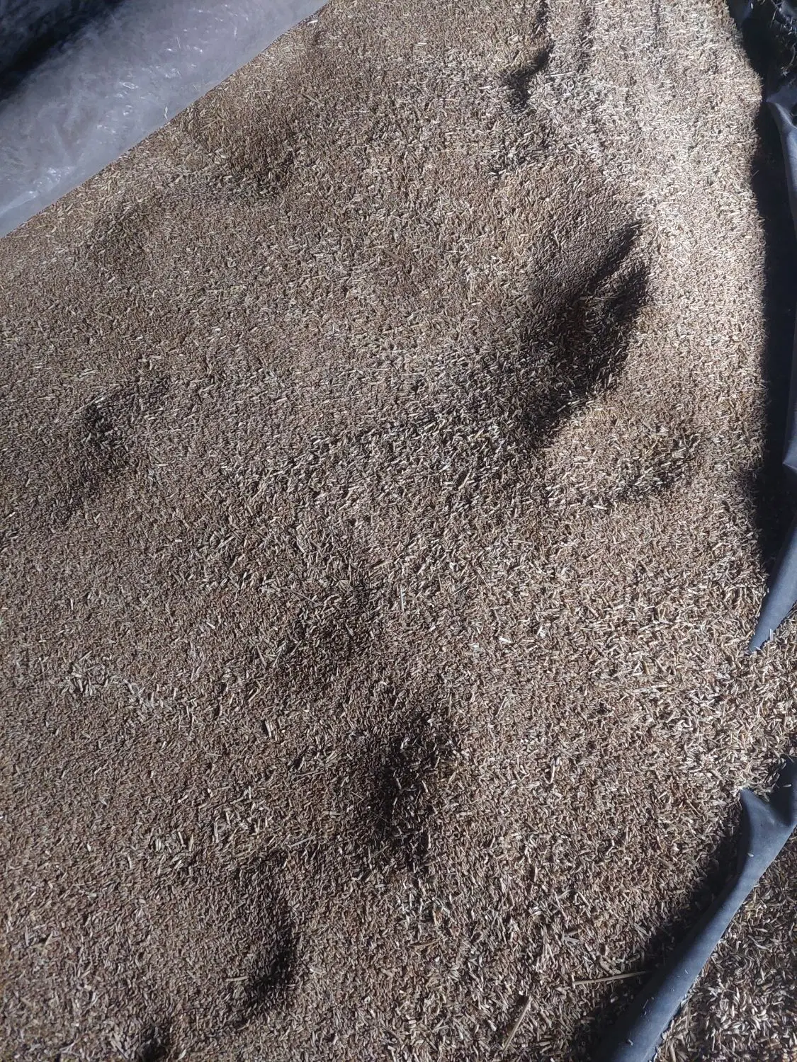 گندم|خوردنی و آشامیدنی|شیراز, داریون|دیوار