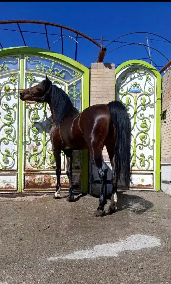 نریان کرد|اسب و تجهیزات اسبسواری|سروستان, |دیوار