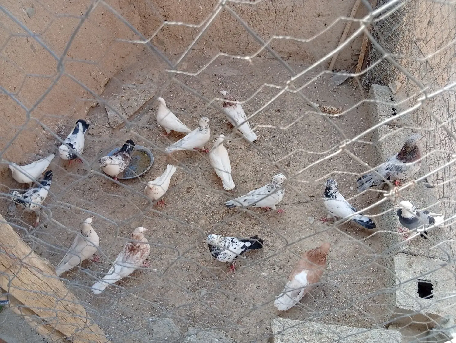 کفتر|پرنده|کمیجان, |دیوار