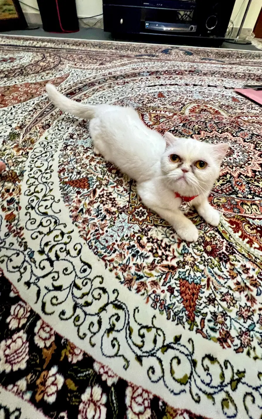 گربه|گربه|گرگان, |دیوار