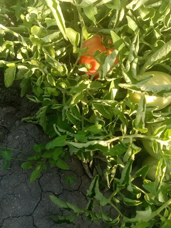 گوجه|خوردنی و آشامیدنی|ارومیه, |دیوار