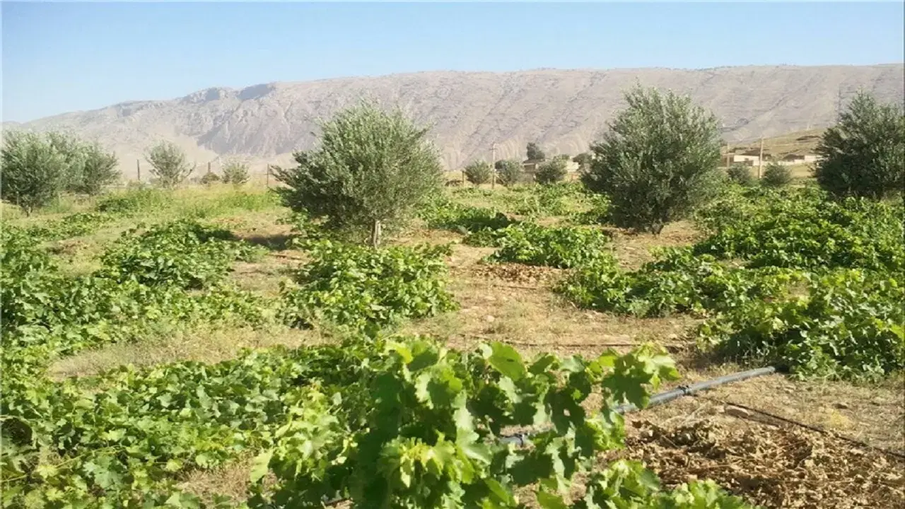 باغ انگور|فروش دفتر صنعتی، کشاورزی، تجاری|جوکار, |دیوار