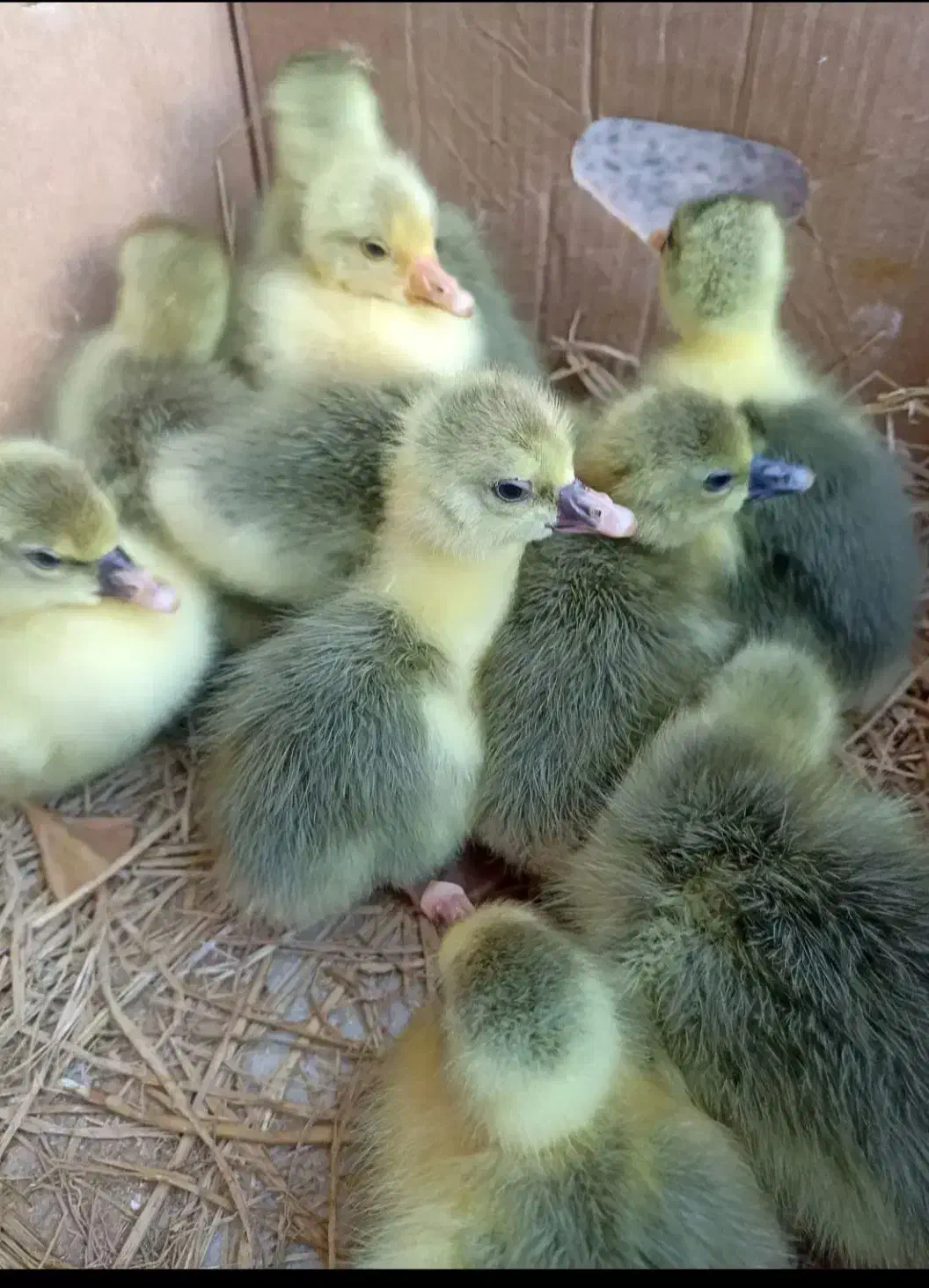 جوجه غاز|حیوانات مزرعه|مسجد سلیمان, |دیوار