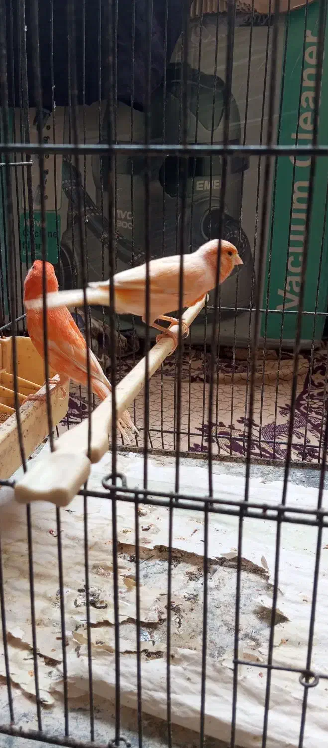 قناری ر فاکتور|پرنده|مشهد, ابوذر|دیوار