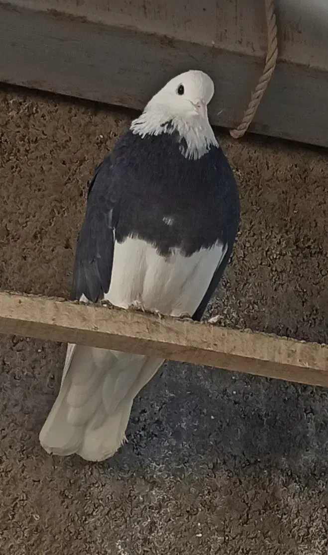 شازده|پرنده|مبارکه, |دیوار