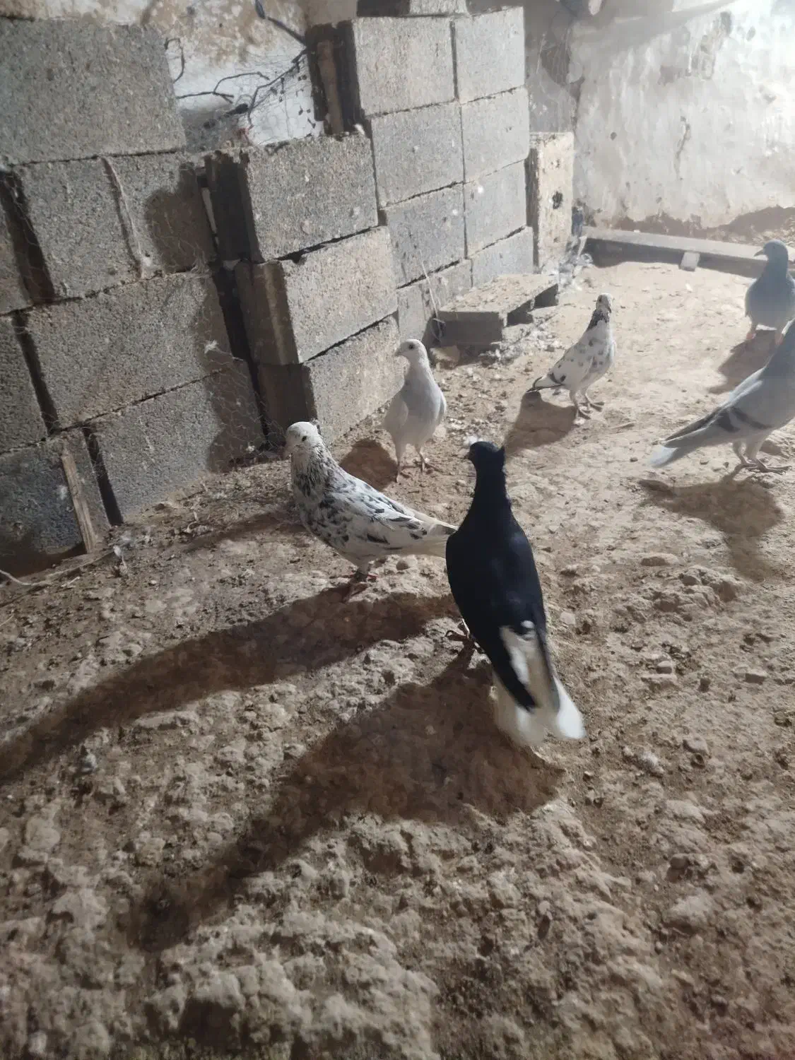 دمسفید|پرنده|قوچان, |دیوار