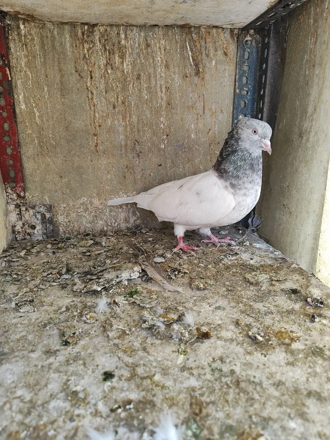کفتر|پرنده|تهران, خانی‌آباد|دیوار