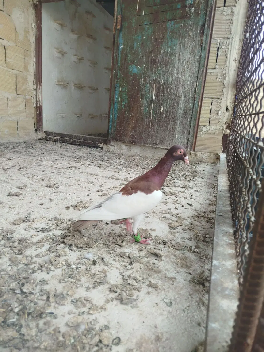 کبوتر|پرنده|تاکستان, |دیوار