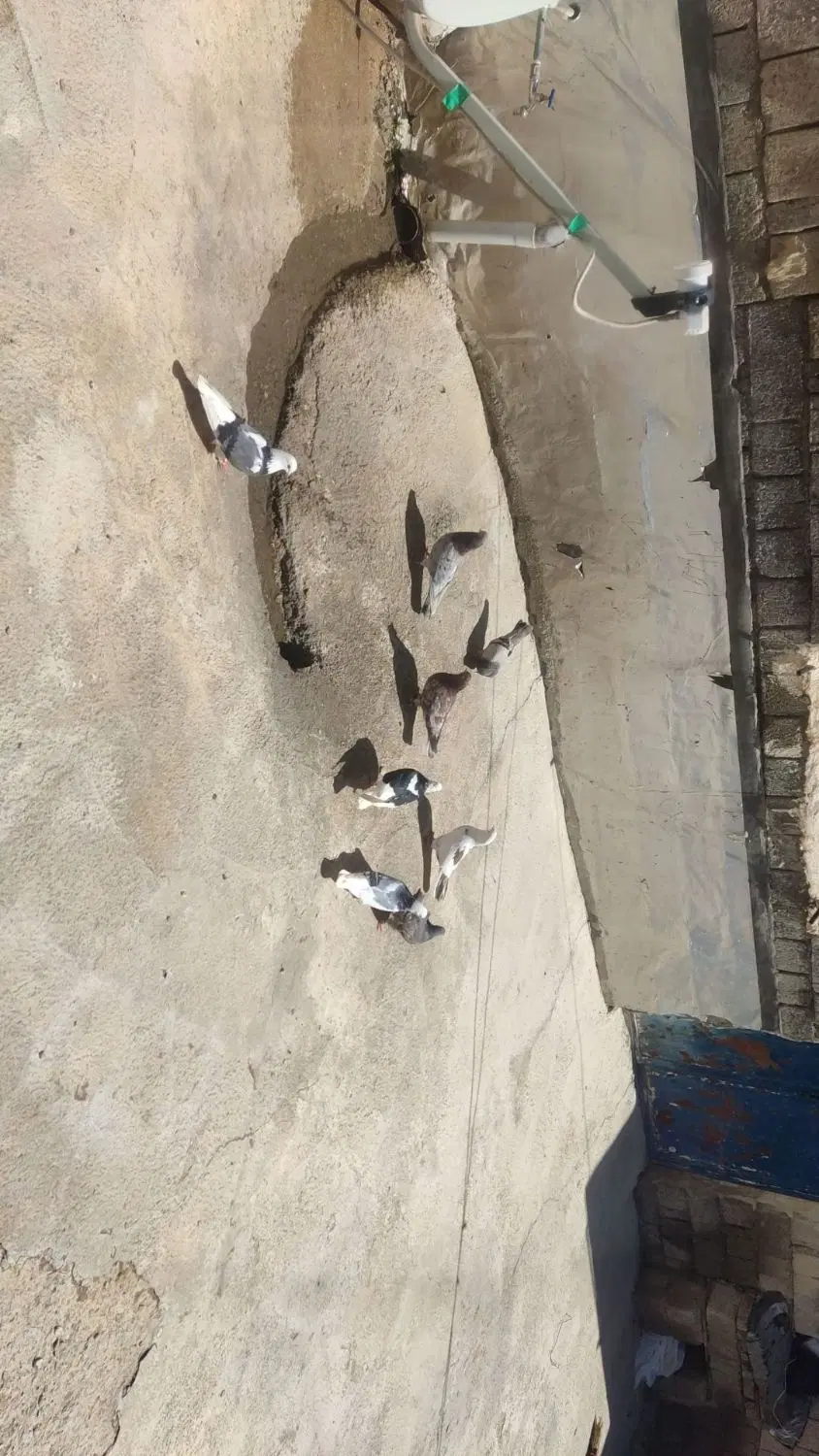 کبوتر|پرنده|پیرانشهر, |دیوار