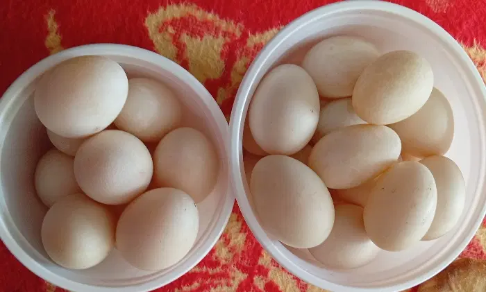 تخم مرغ|خوردنی و آشامیدنی|اردبیل, |دیوار