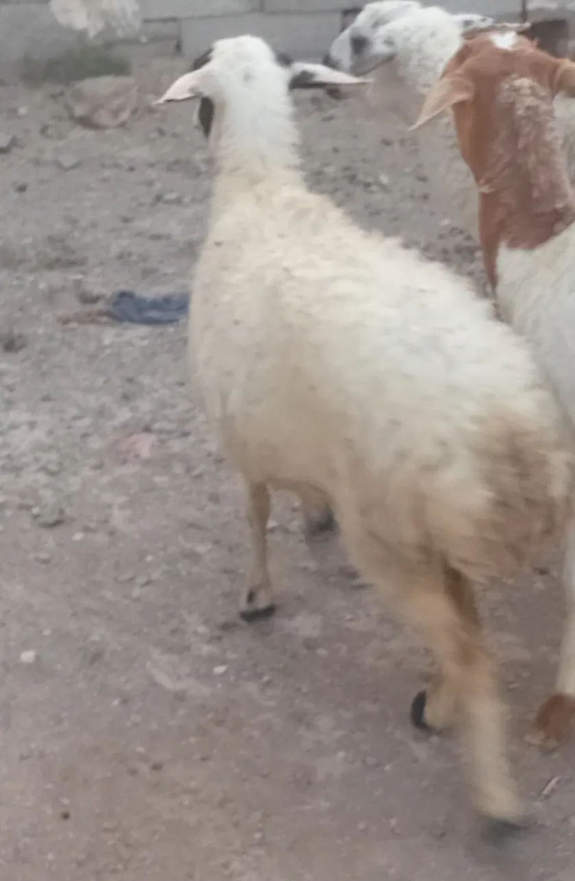بره|حیوانات مزرعه|مهران (هرمزگان), |دیوار