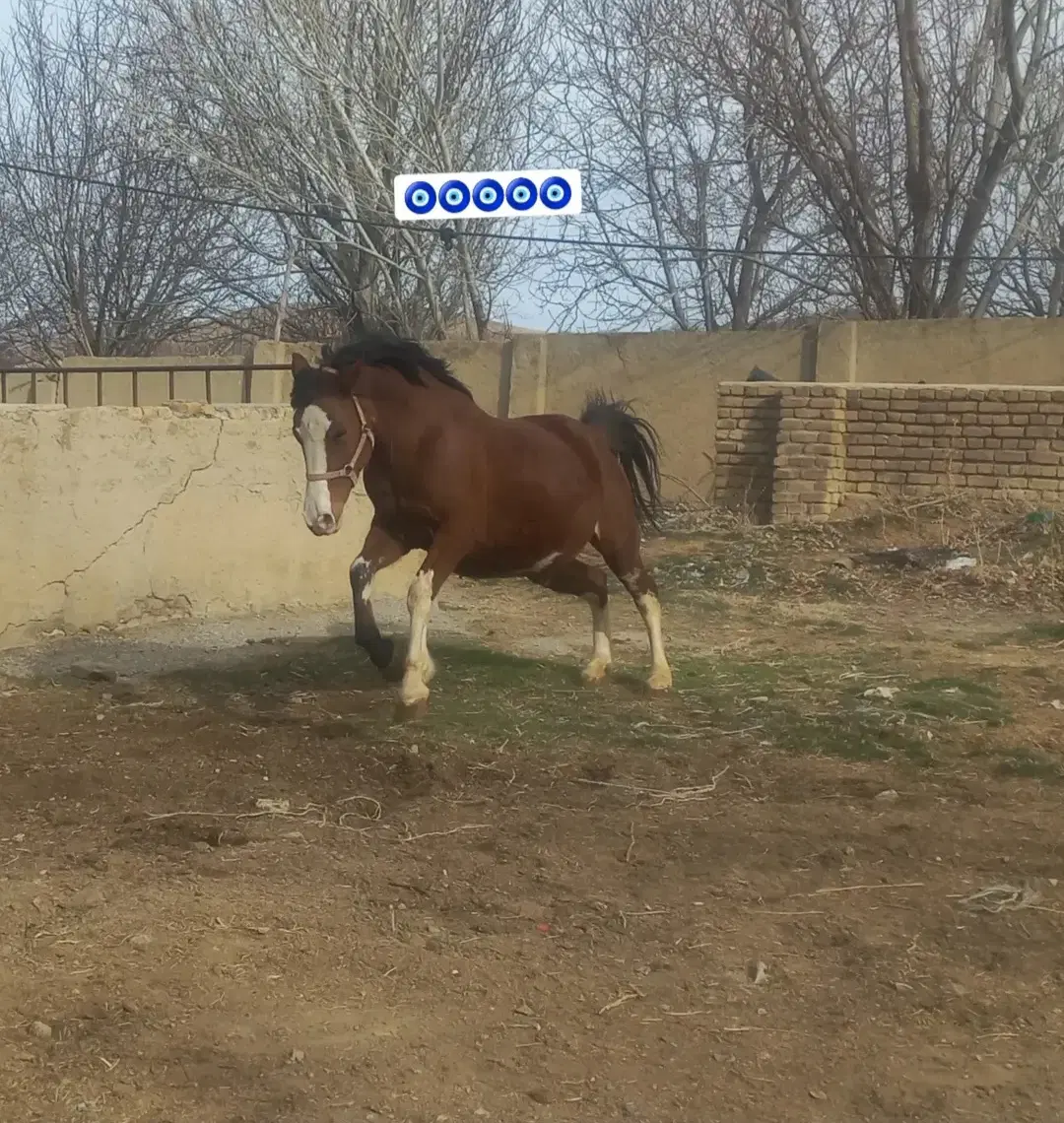 اسب|اسب و تجهیزات اسب‌سواری|بروجرد, |دیوار
