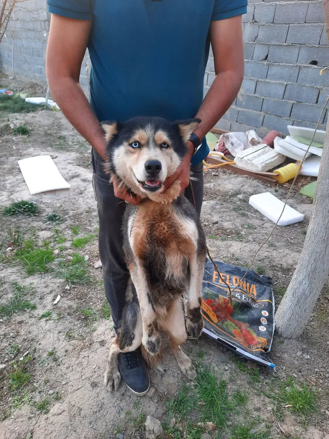 سگ هاسکی|سگ|مشهد, امیرآباد|دیوار