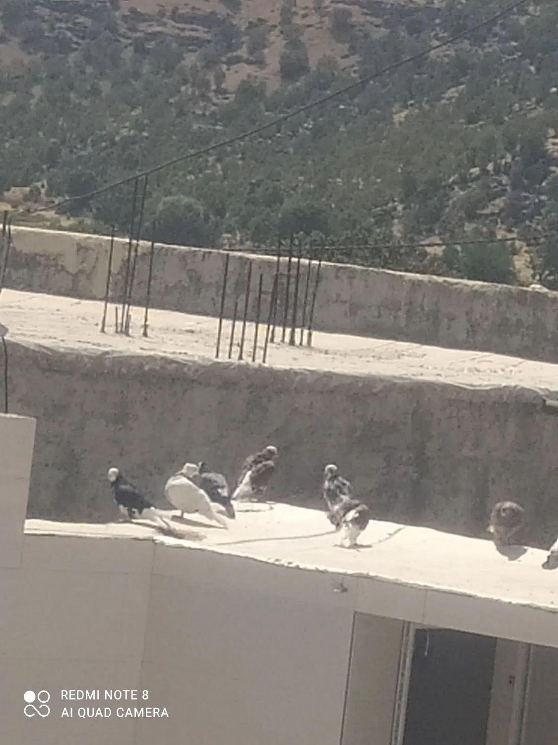 کبوتر|پرنده|لردگان, |دیوار