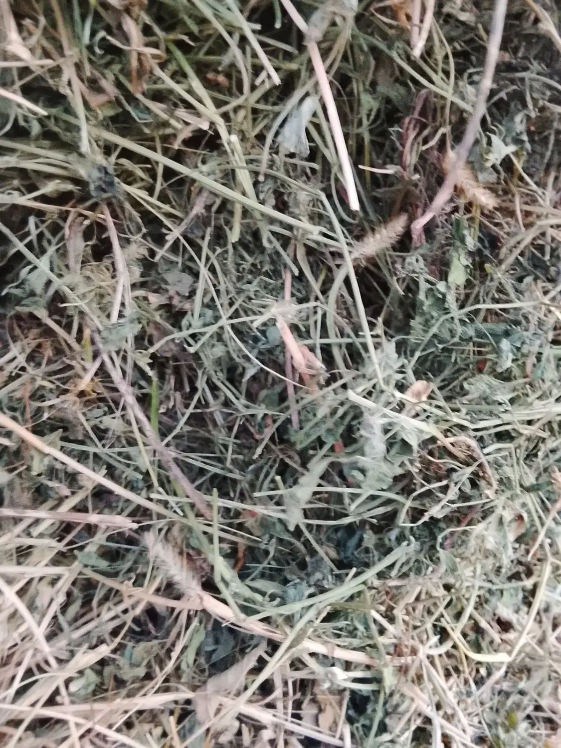 علف خشک|لوازم جانبی حیوانات|محمدیار, |دیوار