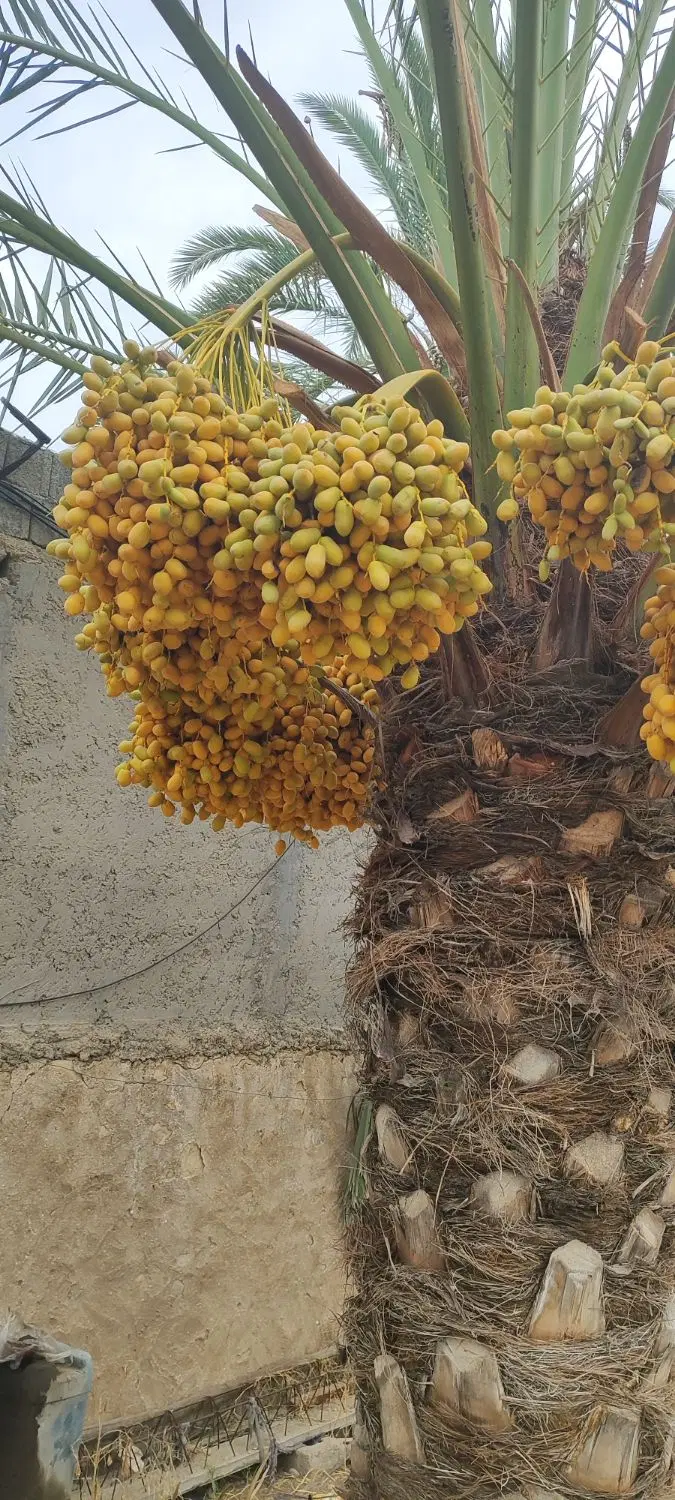 خارک|خوردنی و آشامیدنی|آبپخش, |دیوار