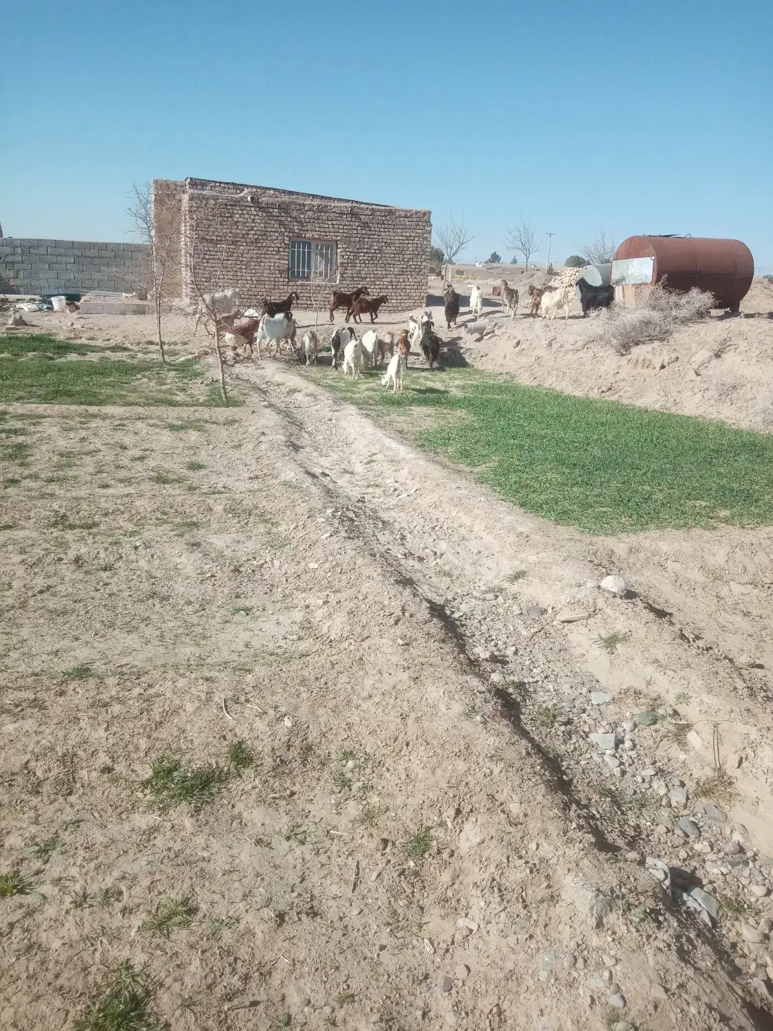 بززاییده|حیوانات مزرعه|بیرجند, |دیوار