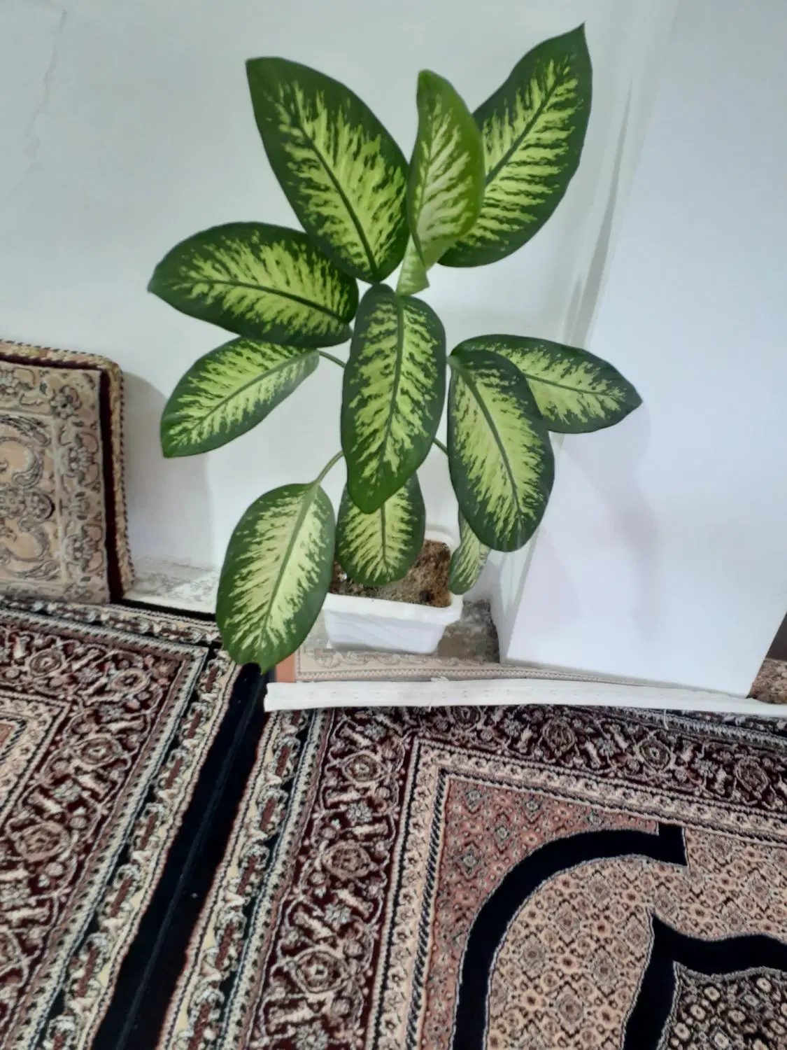 گل دیفن|گل و گیاه طبیعی|سنندج, |دیوار