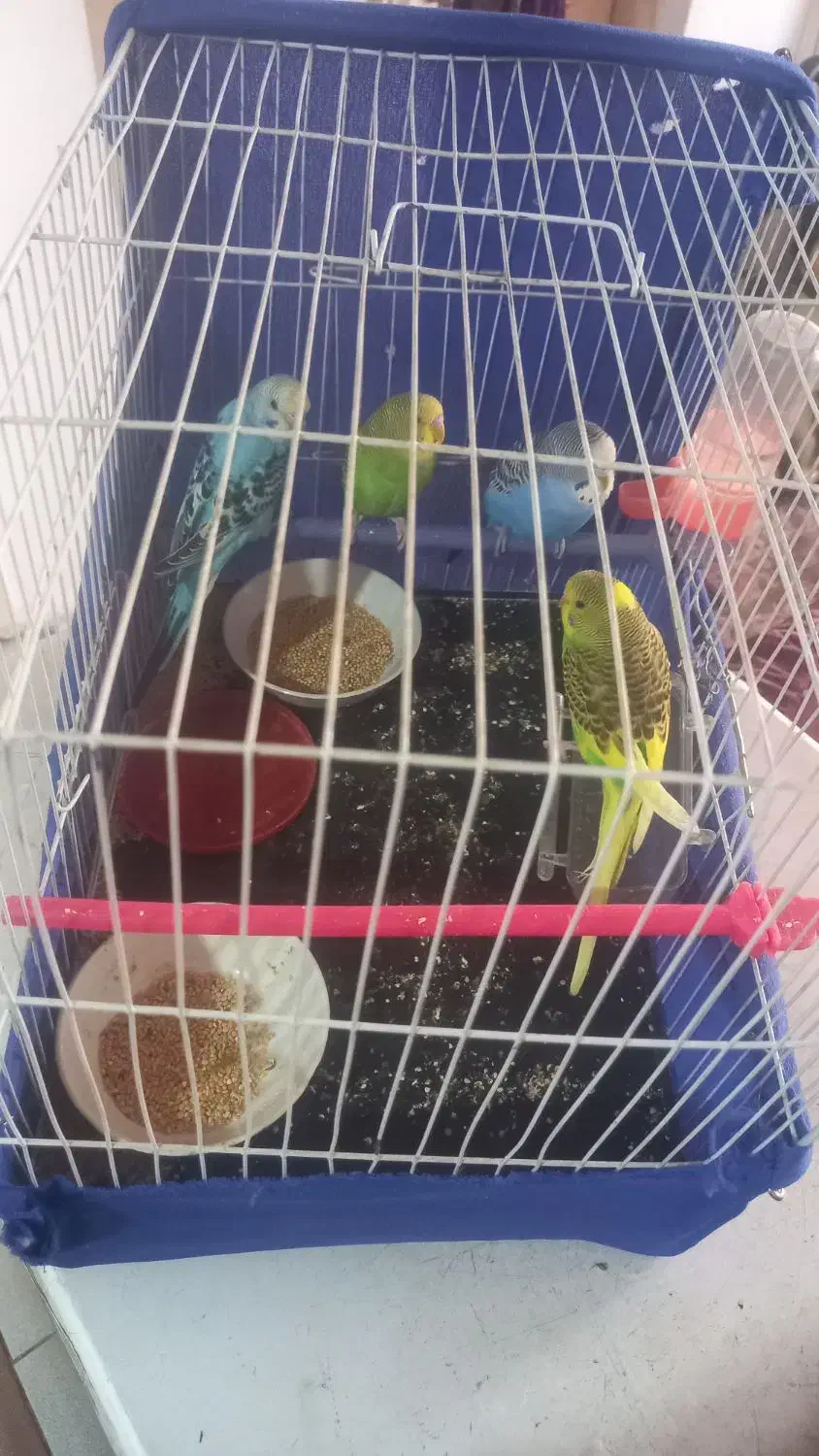 چهار عدد|پرنده|مشهد, خرمشهر|دیوار