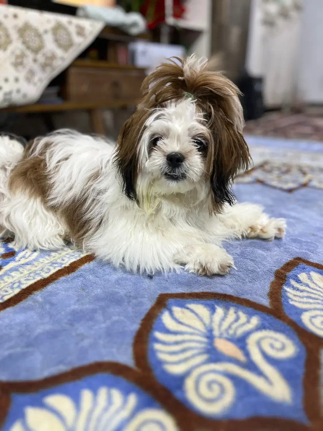 سگ ماده|سگ|قشم, |دیوار