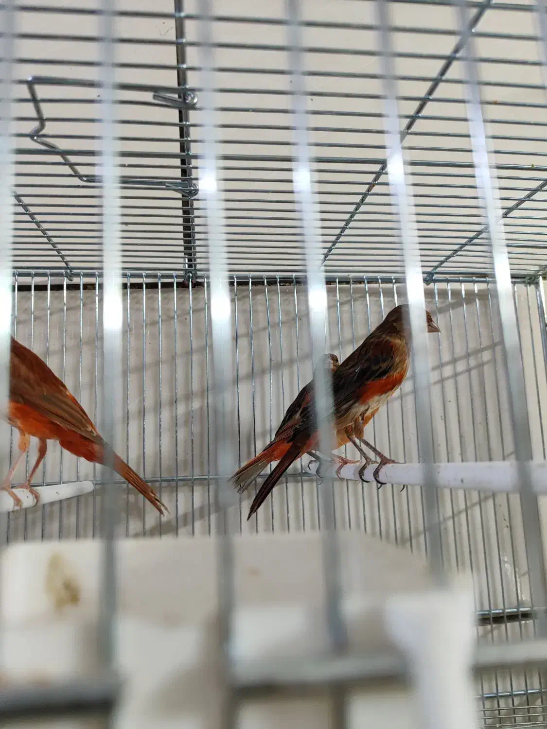 قناری|پرنده|شیراز, تندگویان|دیوار