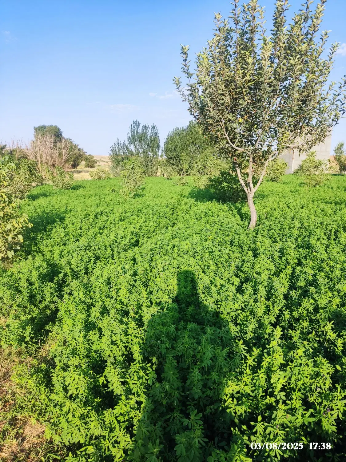 یونجه|گل و گیاه طبیعی|بزینه رود, |دیوار