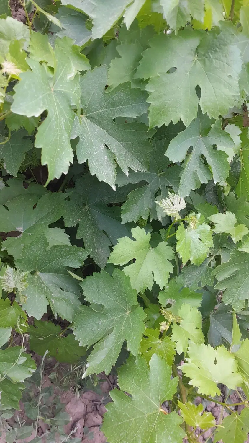 برگ|خوردنی و آشامیدنی|مشهد, فرخد|دیوار
