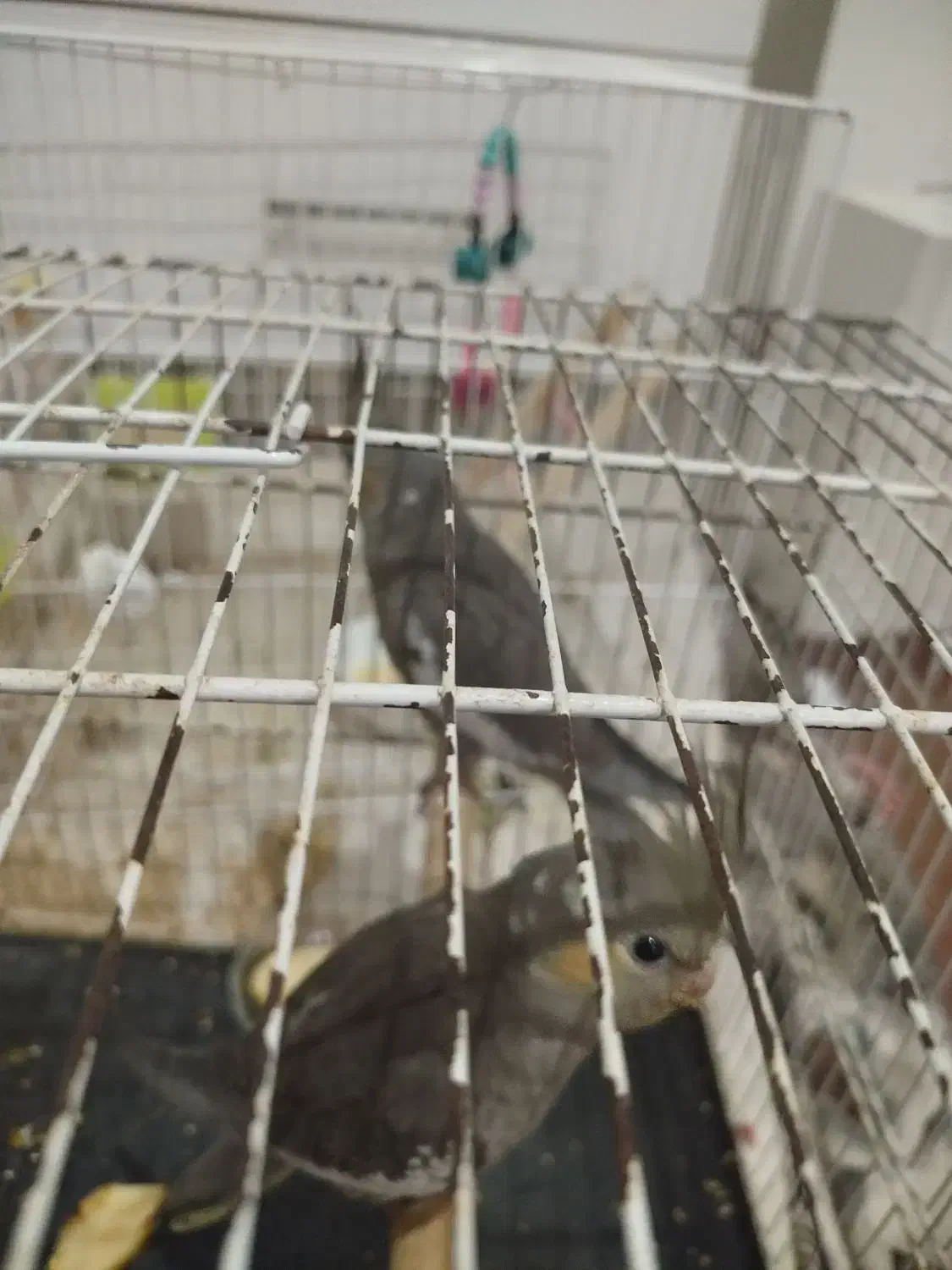 عروس هلندی|پرنده|مشهد, رده|دیوار