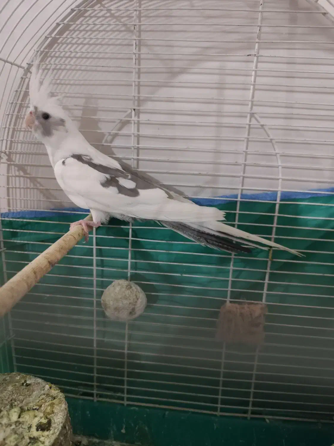 پرنده|پرنده|پلدختر, |دیوار