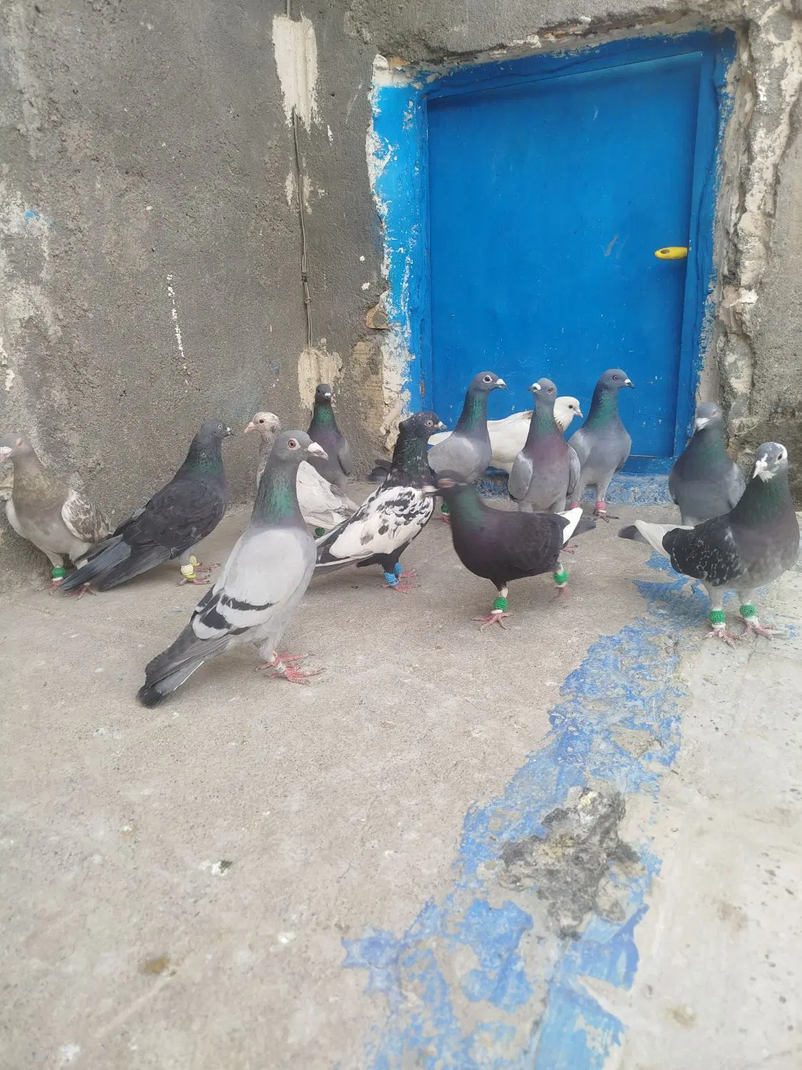 کبوتر|پرنده|مشهد, انصار|دیوار