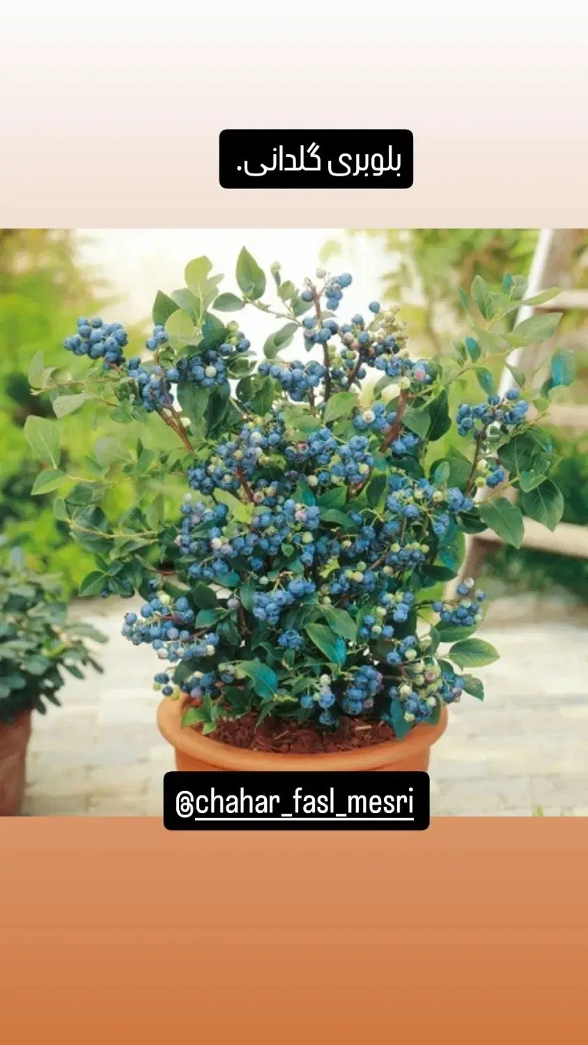 نهال|خدمات باغبانی و درختکاری|همدان, |دیوار