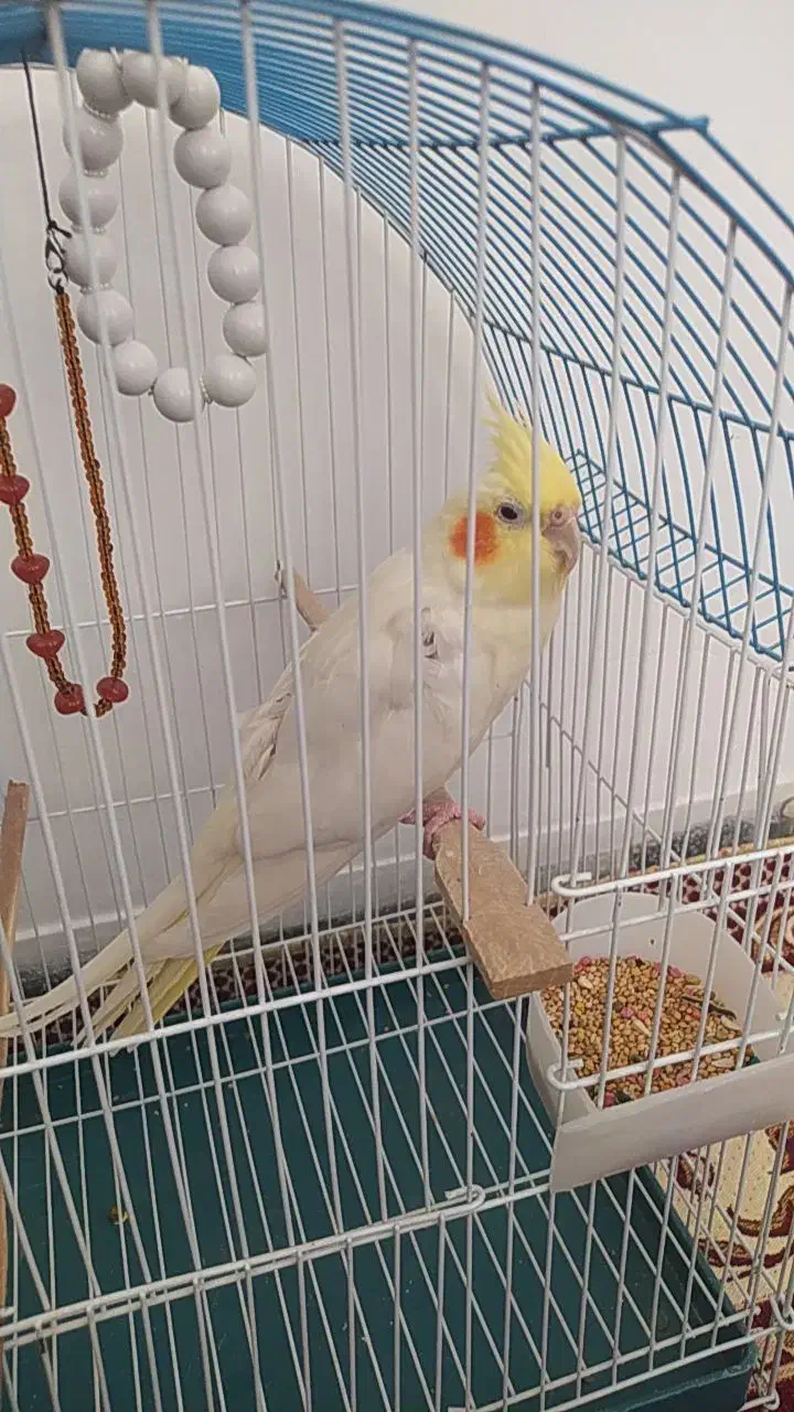 پرنده|پرنده|میاندوآب, |دیوار