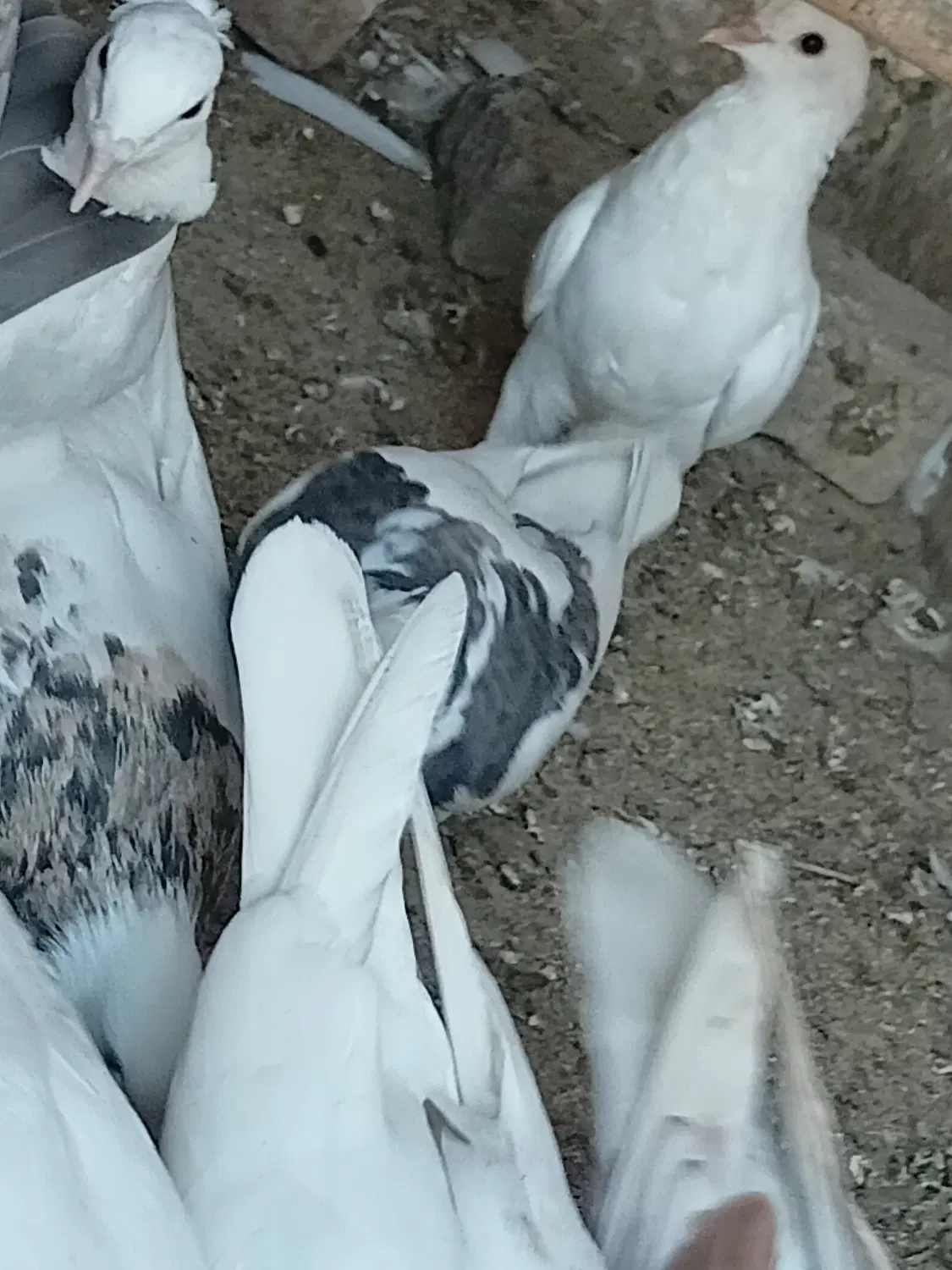 کفتر|پرنده|گناباد, |دیوار