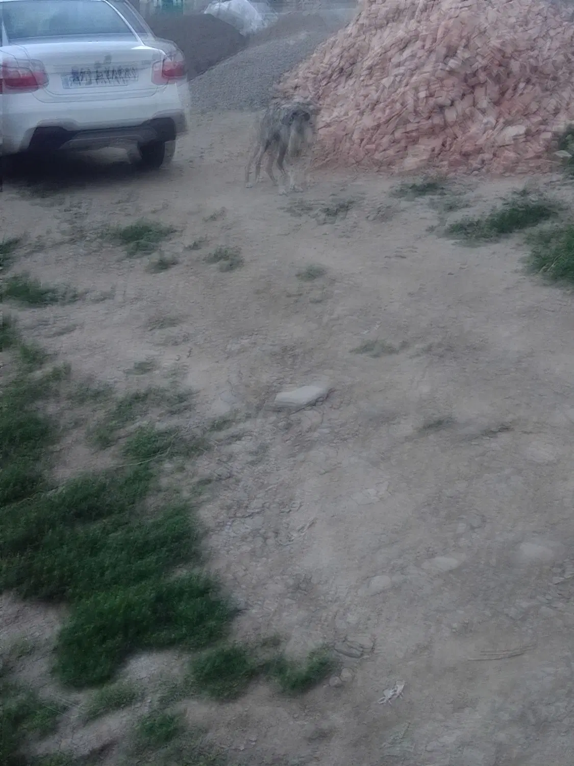 سگ ماده|سگ|گرمی, |دیوار