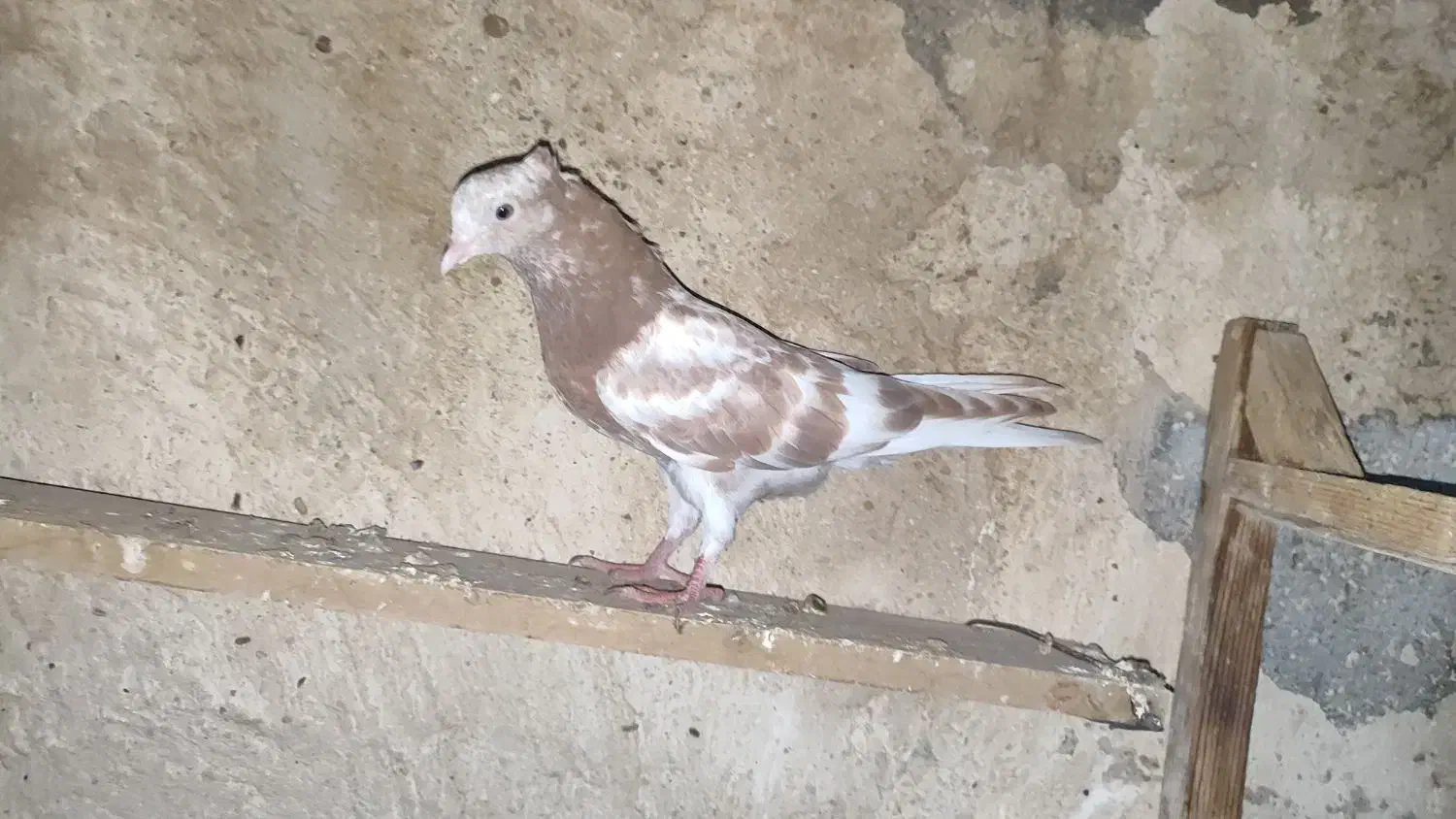 کبوتر|پرنده|کاکی, |دیوار