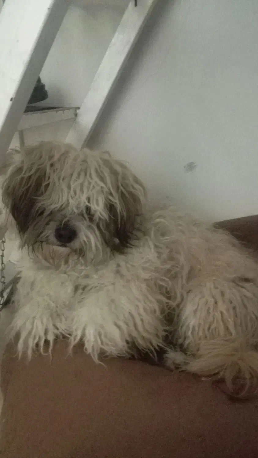 فروشی|سگ|الیگودرز, |دیوار