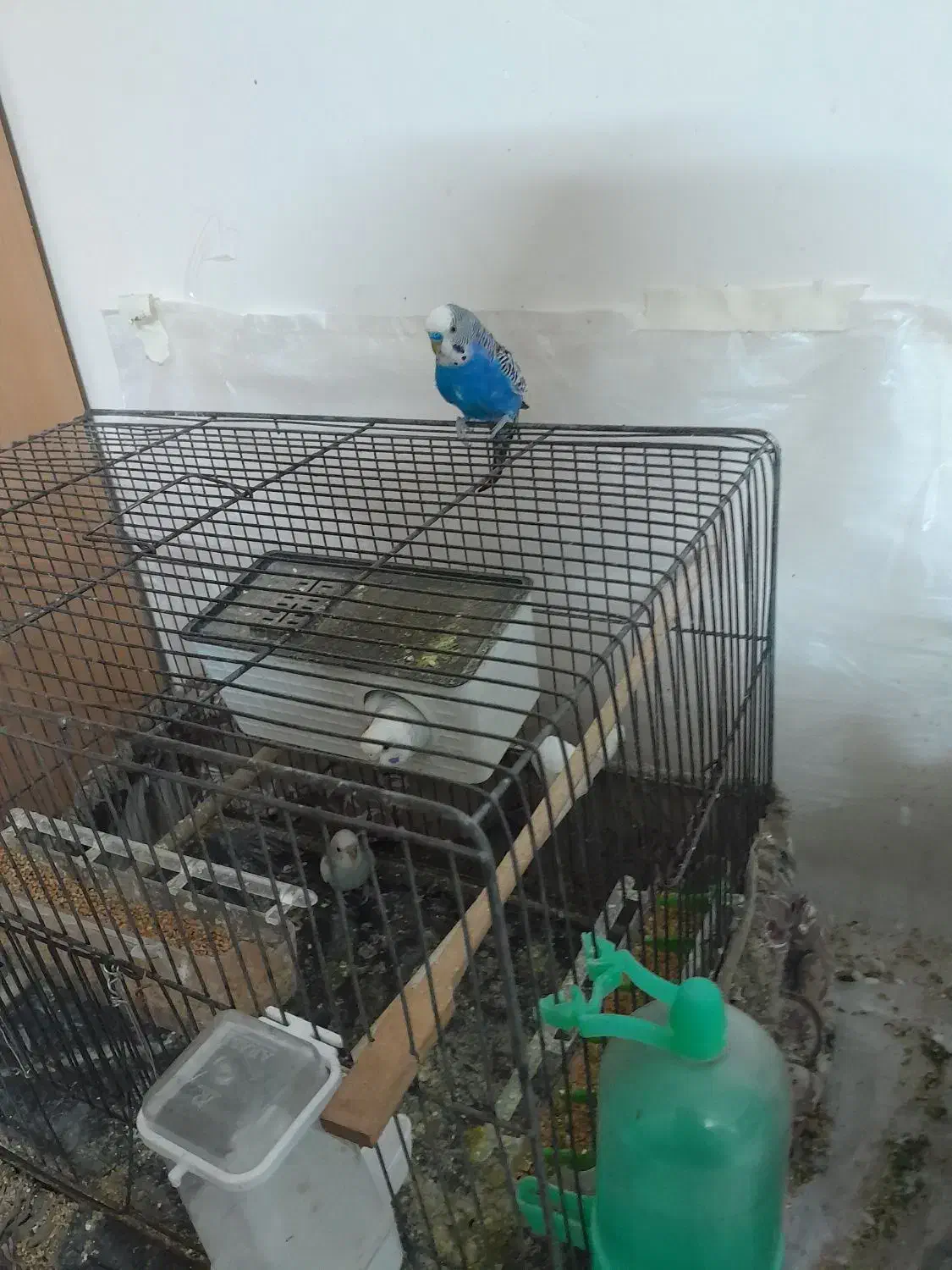 مرغ عشق|پرنده|محمدیه-قزوین, |دیوار