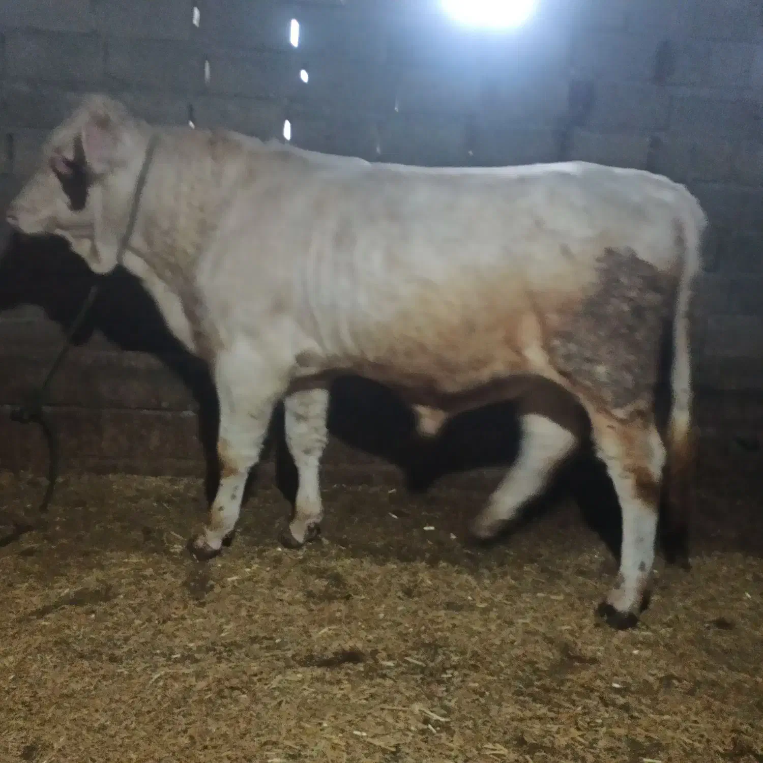 گاو گوشتی|حیوانات مزرعه|اصلاندوز, |دیوار