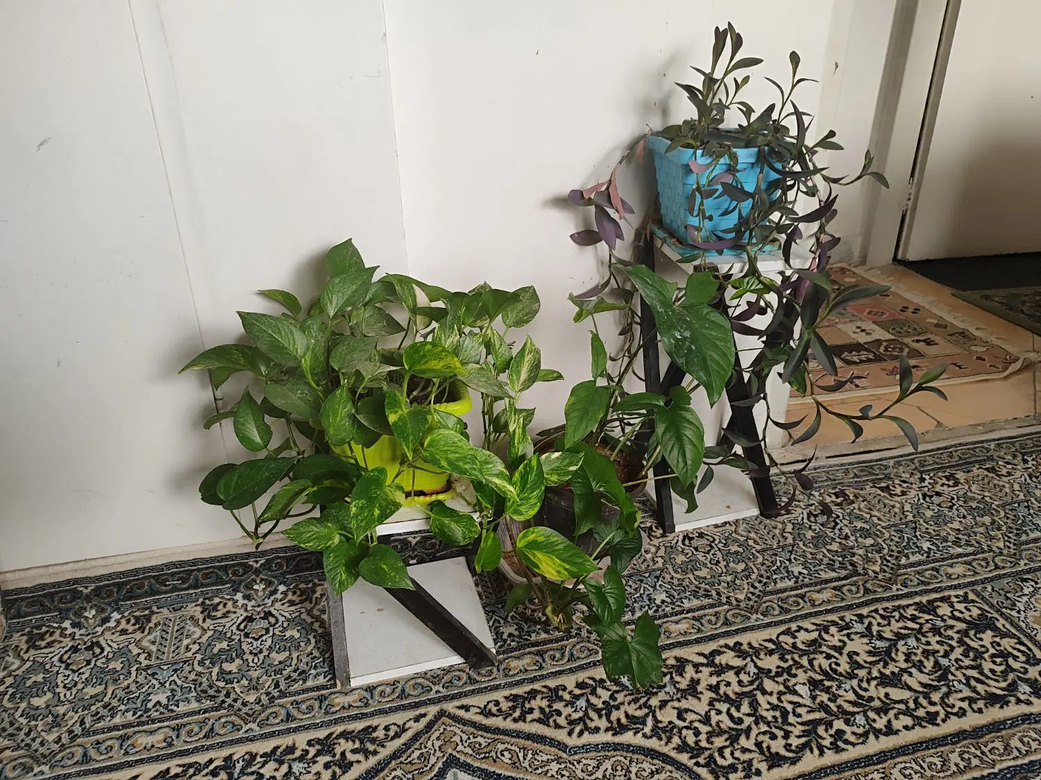 گل خونگی|گل و گیاه طبیعی|پردیس, فاز ۱|دیوار