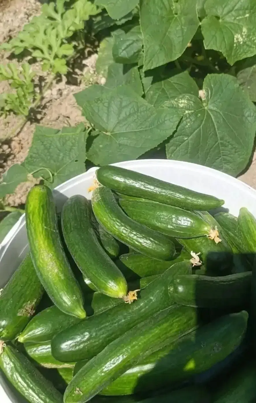 خیار|خوردنی و آشامیدنی|کیار, |دیوار