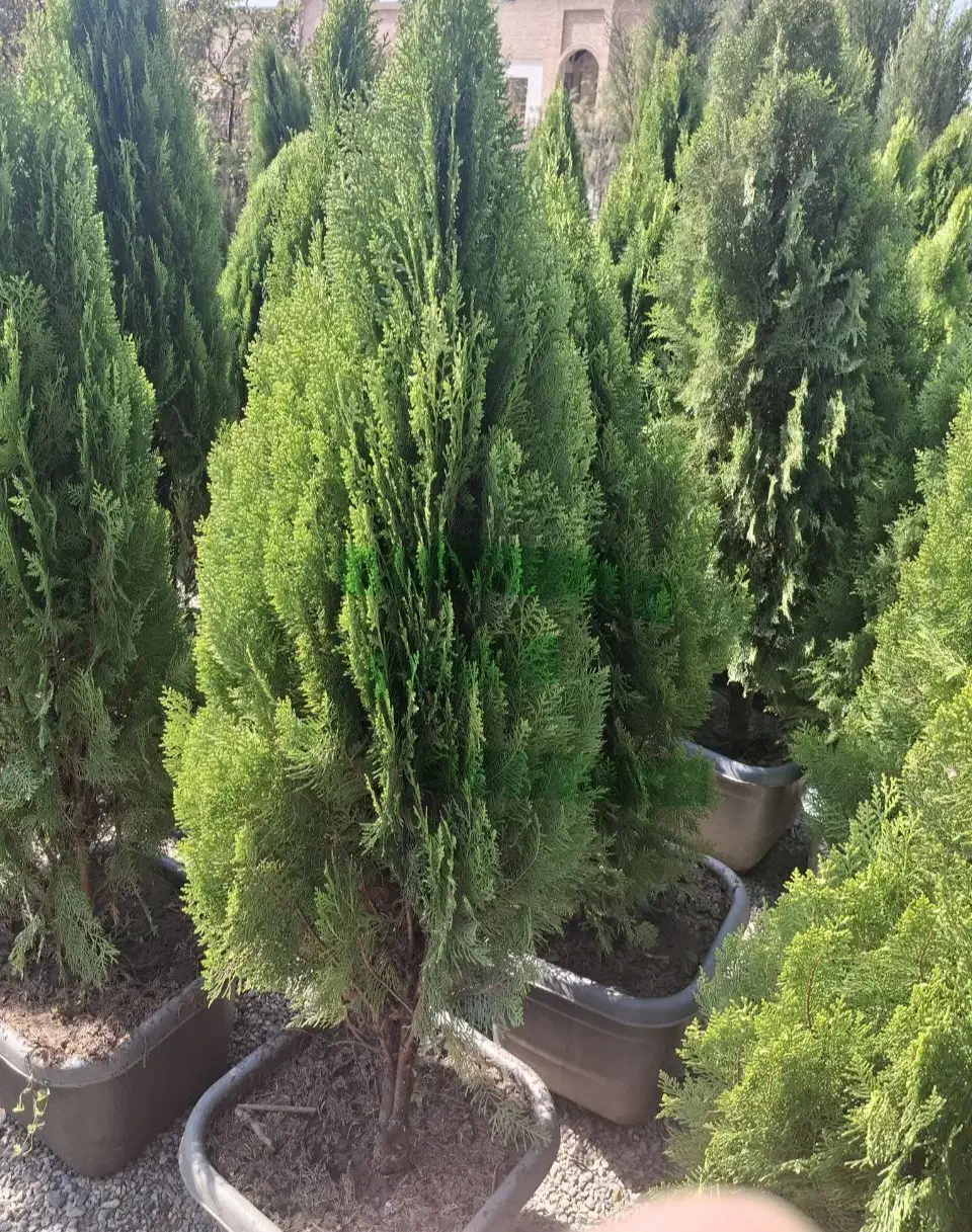 نهال|خدمات باغبانی و درختکاری|محمدیه-قزوین, |دیوار