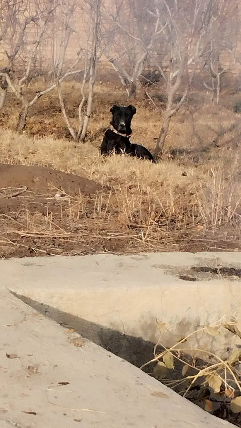 سگ سرابی|سگ|شبستر, |دیوار