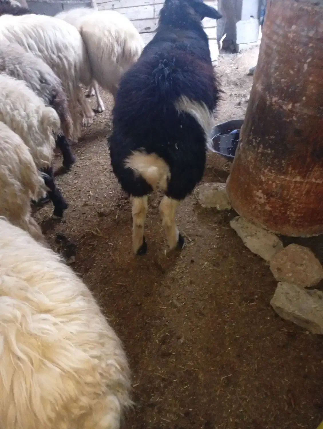 شیشک قوچ|حیوانات مزرعه|فلارد, |دیوار