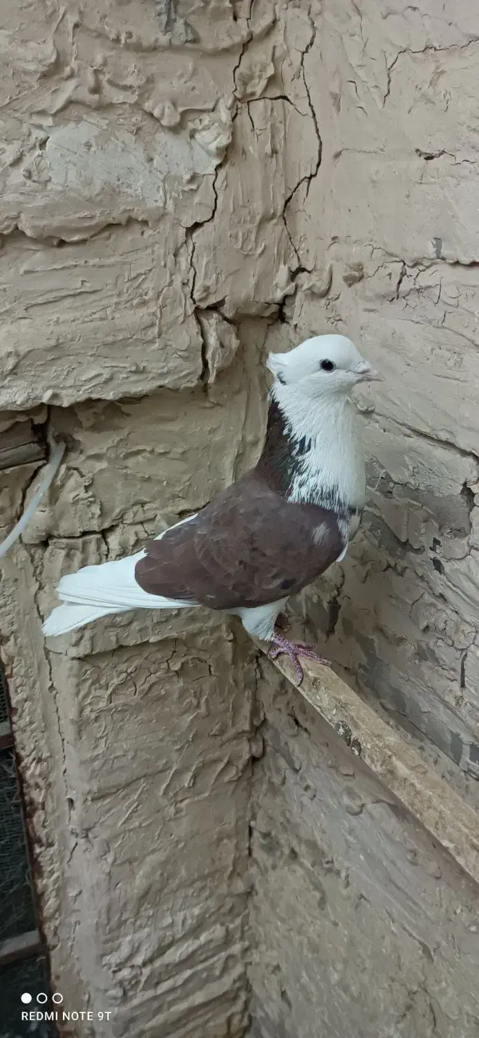 کبوتر هما|پرنده|شهر ری, شهرک نظامی|دیوار