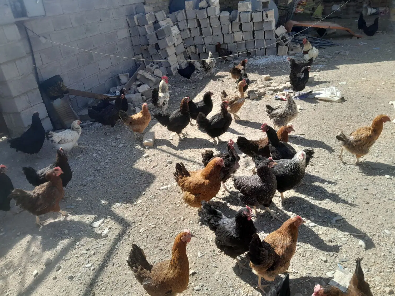 مرغ|حیوانات مزرعه|خزل, |دیوار