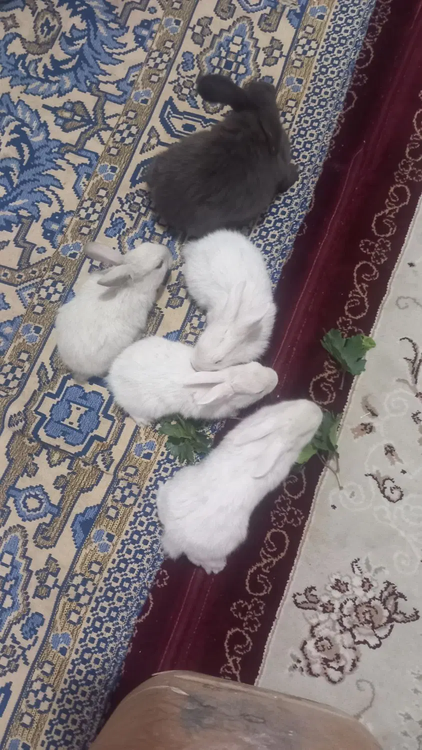 خرگوش|موش و خرگوش|بیرجند, |دیوار