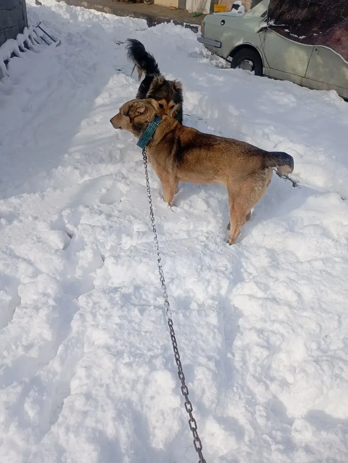 واگذار|سگ|ایواوغلی, |دیوار