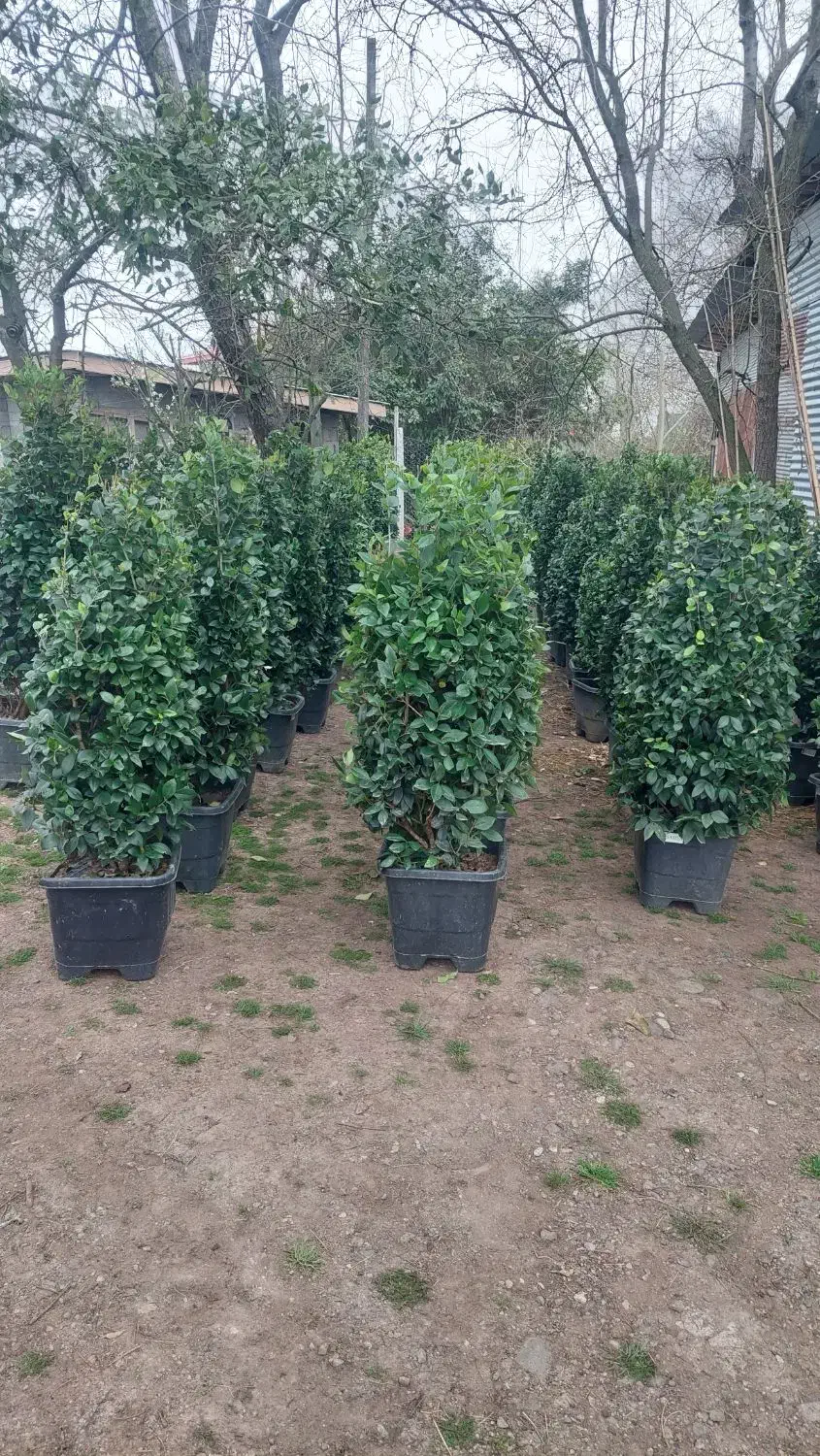 یاس هلندی|گل و گیاه طبیعی|سنگر, |دیوار